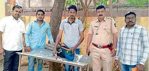 पिंपळनेर : जखमी मोराची तपासणी करताना वनविभागाचे कर्मचारी. (छाया: अंबादास बेनुस्कर) 