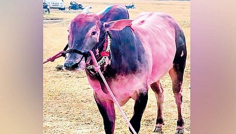 देशभर वाजतोय महिब्याचा डंका; रातोरात बनला स्टार