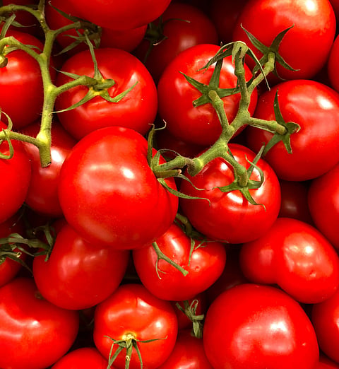   टोमॅटो tomatoes 
