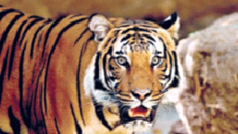 सह्याद्री व्याघ्र प्रकल्प 