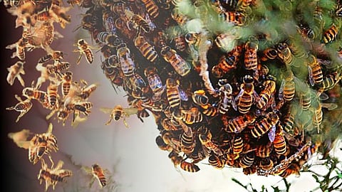Honey  Bee Attack News