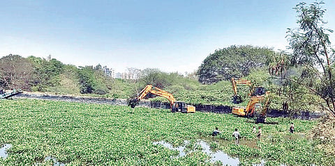 पुणे : जलपर्णी पंधरा दिवसांत हटविणार