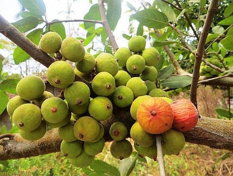 सिंगापूरच्या शेतकर्‍याने अंजीरशेतीतून साधली प्रगती