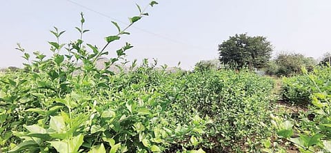मोगर्‍याचे पीक संकटात ; हवामान बदलाचा फटका