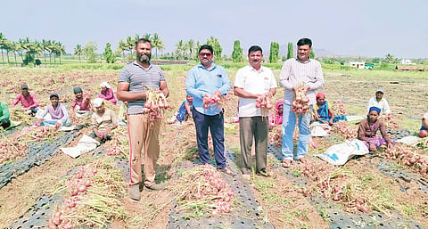 शेतकर्‍याने मल्चिंग पेपरवर घेतले कांद्याचे विक्रमी उत्पादन; होतेय सर्वत्र कौतुक
