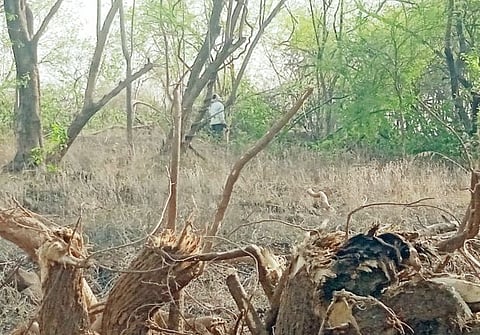 ग्लिरिसीडियावरील ‘कुर्‍हाड’देशी वृक्षांच्या मुळावर