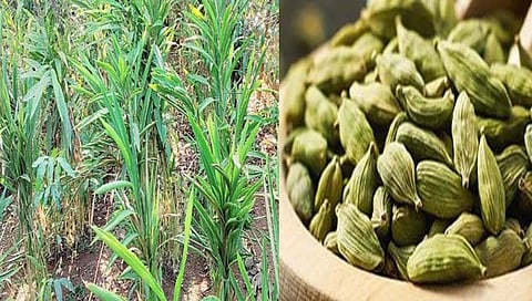 Cardamom Cultivation | कोल्हापूर : केरळची हिरवी वेलची पिकवली परसबागेत, गारगोटीतील वर्षा शहांची किमया