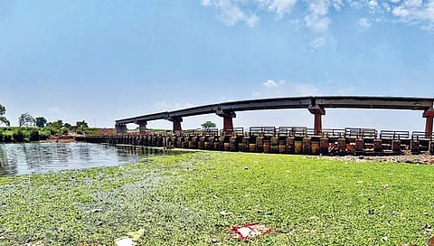 कोल्हापूर : पंचगंगेला पुन्हा जलपर्णीचा धोका