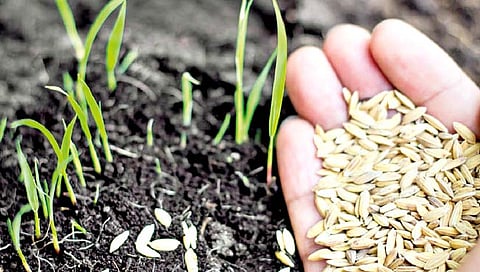 नाशिक : १७५ बियाणे, ६५ खतांच्या विक्रीवर जिल्ह्यात बंदी 