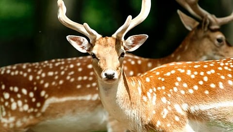 नाशिक : बुद्धपौर्णिमेच्या चांदण्यारात्री होणार वन्यप्राणी प्रगणना
