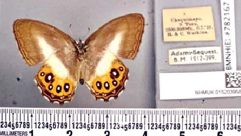 butterfly