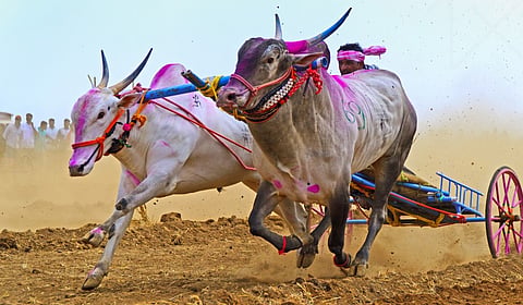 पुणे : नेत्यांच्या वाढदिवसाला बैलगाडा शर्यतीला मनाई; पशुसंवर्धन विभागाचा आदेश