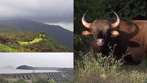 Visit To Dajipur Sanctuary : पर्यटकांना खुणावतोय दाजीपूर अभयारण्य, नैसर्गिक गारवा अन् हिरवाई..!