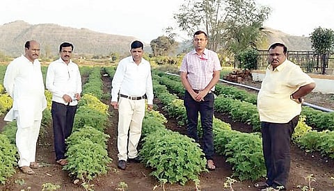 मंचर : शिनोलीतील शेतकर्‍याची यशस्वी जिरेनियम शेती