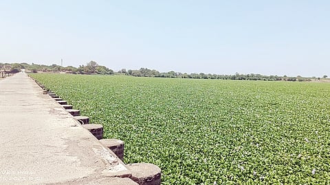 Sal River Pollution 