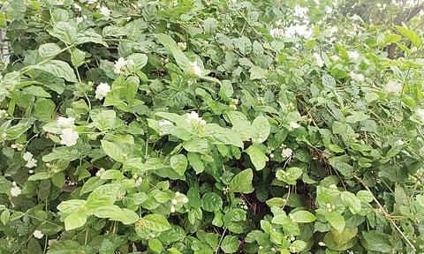 मोगर्‍याची फुले कोमेजली; वाढत्या तापमानामुळे फुलशेतीवर परिणाम