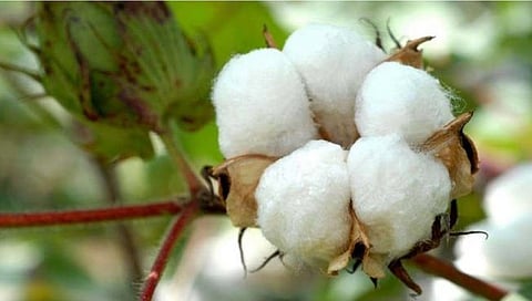 वर्धा : १ जूनपूर्वी कपाशी बियाणे विक्री केल्यास बियाणे परवाना होणार रद्द! 