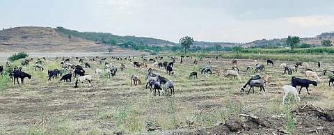 पाटस : डोंगरचारा संपल्याने चिंकारांचे हाल; चार्‍यासाठी मेंढपाळांचीही भटकंती