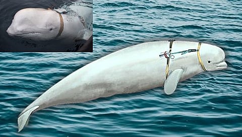 Sweden Russian Spy Whale : रशियन ‘गुप्तहेर’ व्हेल माशाचा स्वीडनमध्ये धुमाकूळ; समुद्र किनाऱ्यावर रेड अलर्ट