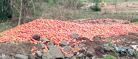 लालचिखल…! टोमॅटोला मिळतोय अत्यल्प बाजारभाव; शेतकर्‍यांमध्ये नाराजीचा सूर