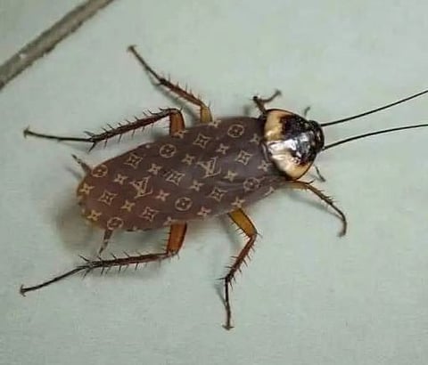 cockroach on met gala carpet 
