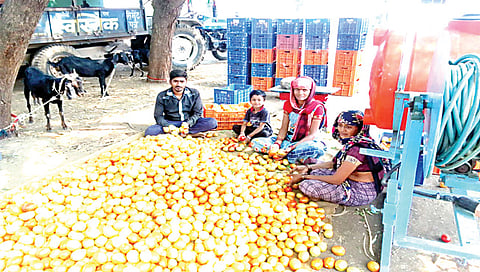 चांदवड : तालुक्यातील शेतकर्‍यांनी मोठ्या प्रमाणात लागवड केलेले टोमॅटो पीक बाजारपेठेत विक्रीसाठी तयारी करताना शेतकरी कुटुंब. (छाया : सुनील थोरे)