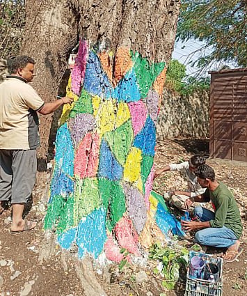 अहमदनगर शहरात झाडेही होताहेत रंगीबेरंगी