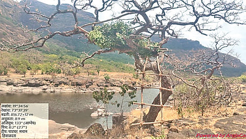 वन्यप्राणी प्रगणना www.pudhari.news 