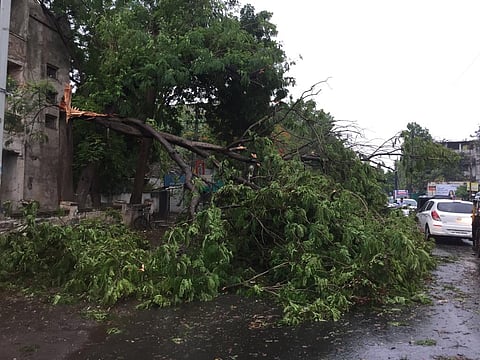 जळगाव : वादळीवाऱ्यामुळे गोलाणी मार्केट परिसरात कोलमडून पडलेले झाड. (छाया : चेतन चौधरी) 