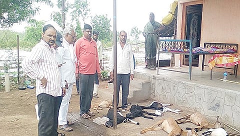 मालेगाव : लुल्ले येथे वीज कोसळून ठार झालेल्या शेळ्यांची पाहणी करताना महसूलचे कर्मचारी.