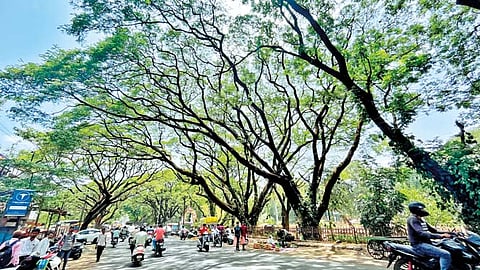 NMC News  | महापालिका पुन्हा वृक्षगणना करणार