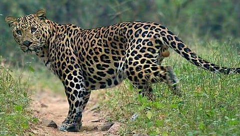 Nashik Leopard News : नाशिकमधील ‘या’ परिसरात बिबट्याची धास्ती; मॉर्निंग-इव्हिनिंग वॉक बंद