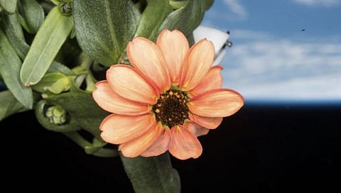 NASA Shares Picture Of Flower : नासाने अंतराळात फुलवले फूल; शेअर केला मनमोहक फोटो