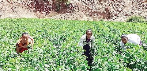 आंबेगाव पूर्वला शेतकरी गवार तोडणीत व्यस्त
