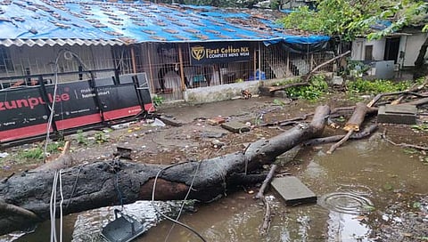 झाड पडून तरूणाचा मृत्‍यू