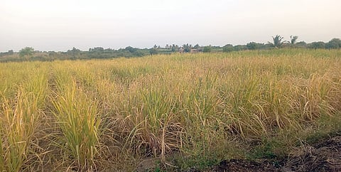श्रीगोंदा : कुकडीच्या पाण्याने मारले पण पावसाने तारले