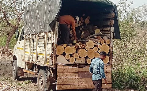 पारनेर तालुक्यात बेसुमार वृक्षतोड; वन अधिकार्‍यांचे दुर्लक्ष