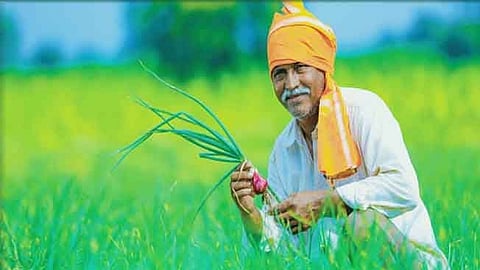 Crop Insurance