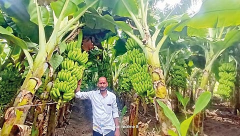 पंढरपूर : रोपळे येथील शेतकर्‍याची केळी इराणच्या बाजारपेठेत