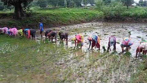 Nashik : कळवण तालुक्यात भात लावणीची लगबग