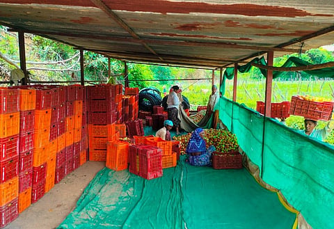 Maharashtra Tomato Farmer Success Story : पुण्यातील शेतकरी एका महिन्यात टोमॅटो विकून बनला करोडपती ! जाणून घ्या सविस्तर