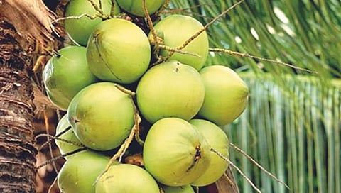 नारळ उत्पादन  