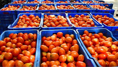 Tomatoes Robbery : अपघाताचा बहाणा करून टोमॅटो वाहतूक करणार्‍या ‘पिकअप’वर मारला डल्ला, दाम्पत्याला अटक