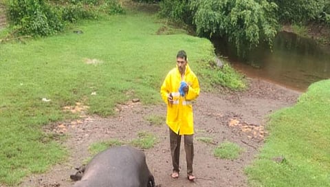 म्हशीचा मृत्यू  