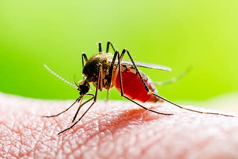 Dengue cases : डेंग्यूचा डंख खोल! राज्यात गेल्या वर्षीच्या तुलनेत यंदा वाढ