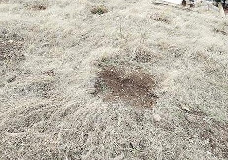 पारनेर : जळालेल्या झाडांच्या खड्ड्यात रोपण