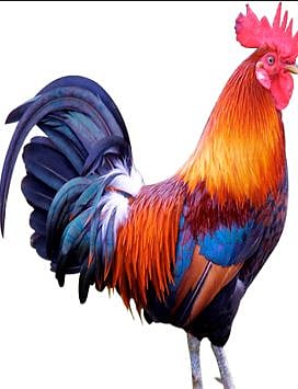 गावरान कोंबडा खातोय भाव ; 500 ते 700 रुपये भाव