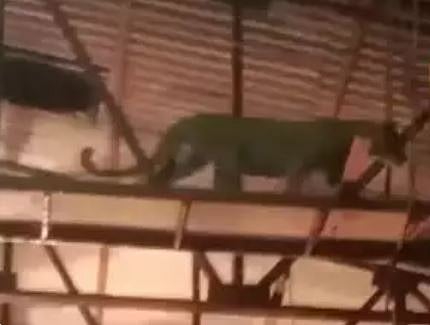 सुख म्हणजे नक्की काय असतं मालिकेच्या सेटवर बिबट्या घुसला 