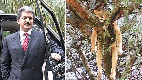 ‘Come Back Later’…आनंद महिंद्रांचे ट्विट चर्चेत