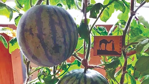 चक्क अंटार्क्टिकात घेतले कलिंगडचे उत्पादन!